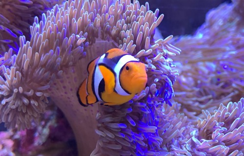 背びれをたたんでイソギンチャクの下でじっとしているペルクラ(カクレクマノミ