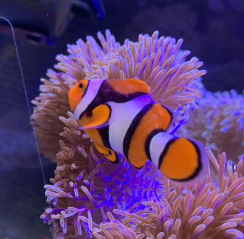 トリコディナ病 体表 膜状 写真