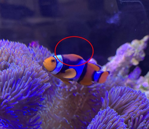 クマノミ 背びれ たたんでいる 写真