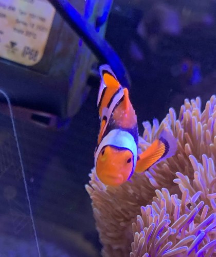 トリコディナ病 体表 膜状 写真